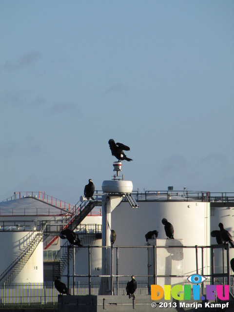 SX25736 Cormorants (Phalacrocorax carbo) on structure